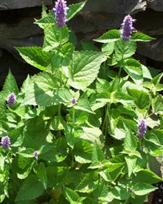 Anise hyssop อะนิส ฮิสซอพ / 50 เมล็ด