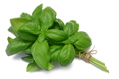 Basil : Italian large leave เบซิล / 200 เมล็ด