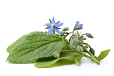 Borage โบแรจ / 20 เมล็ด