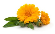 Calendula : Ball orange คาเลนดูล่า ดาวเรืองหม้อ / 30 เมล็ด | เพลิน การ์เด้น - บางบ่อ สมุทรปราการ