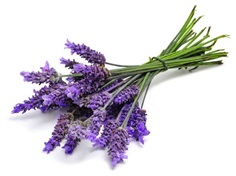 Lavender ลาเวนเดอร์ / 50 เมล็ด