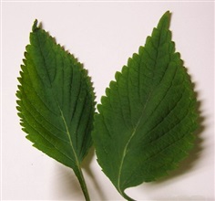 Shiso : Green ชิโสะ / 30 เมล็ด