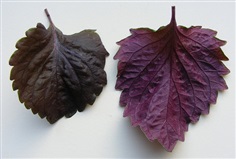 Shiso : Red ชิโสะ / 30 เมล็ด