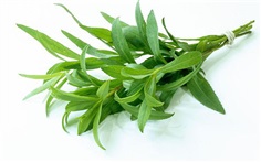 Tarragon ทาราก้อน / 50 เมล็ด