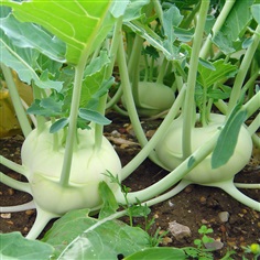 Kohlrabi : Green กะหล่ำปม/ 100 เมล็ด