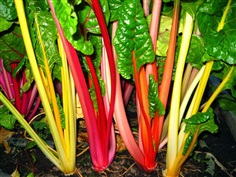 Swiss Chard : Rainbow Mix สวิสชาร์ด / 15 เมล็ด