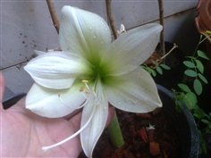 ว่านสี่ทิศสีขาว Amaryllis hippeastrum "Moonlight"