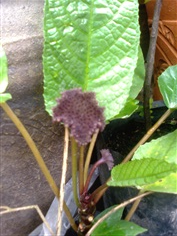 เรด้าตับเป็ด Dorstenia elata