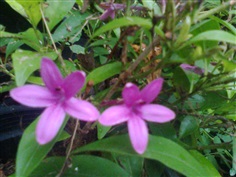เทพนม  พนมเทียน (Blue Gromwell)