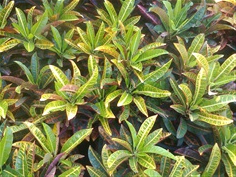โกสน Codiaeum variegatium (L.) Blume 