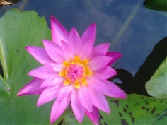 บัวประดับ สีชมพู  Nymphaea lotus Linn.