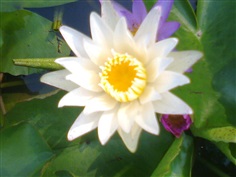 บัวประดับ สีขาว   Nymphaea lotus Linn. 