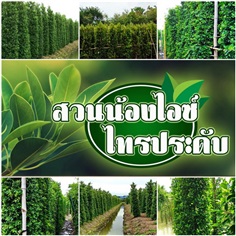 ไทรอินโด เกาหลี พุ่มหนา ราคาสวน | สวนน้องไอซ์ - เมืองนครปฐม นครปฐม