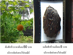 ฟักข้าว | D&T Garden - เมืองปราจีนบุรี ปราจีนบุรี