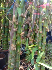 ไผ่น้ำเต้า : Bambusa ventricosa McClure.