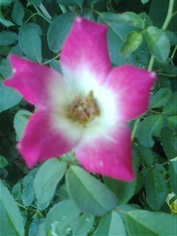  กุหลาบเลื้อย Climbing Rose. Rosa hybrid