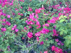 เฟื่องฟ้า paper flower/ Bougainvillea spp. 