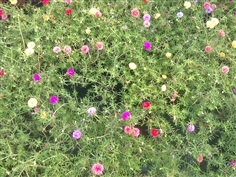 แพรเซี่ยงไฮ้ Moss Rose,Sun plant Sun Rose. 
