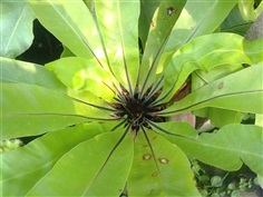 ข้าหลวงหลังลายBirds nest fern. Asplenium nidus L.  