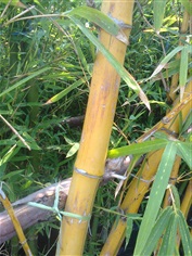 ไผ่