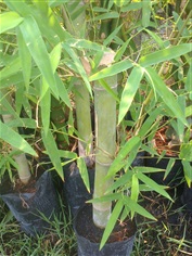 ไผ่จีน  Bamboo