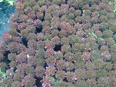 ไม้คลุมดินผักเป็ดแดง Alternanthera sessilis (Linn.) R. Br.
