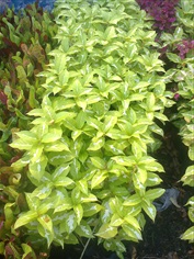 ใบเงิน Caricature Plant /Grapthophyllun pictum 