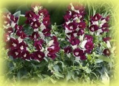 ดอกลิ้นมังกร Antirrhinum Bells Purple and White 