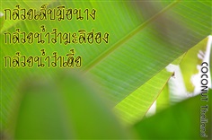 กล้วยเล็บมือนาง | COCONUT มะพร้าวไทย - บางน้ำเปรี้ยว ฉะเชิงเทรา