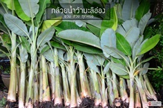 กล้วยน้ำว้ามะลิอ่อง | COCONUT มะพร้าวไทย - บางน้ำเปรี้ยว ฉะเชิงเทรา