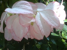 ดอนย่าควีนส์สิริกิตติ์  Mussaenda ‘Queen Sirikit’ 