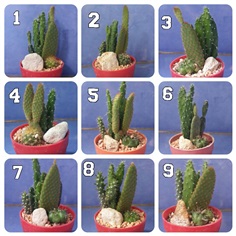 minigarden กระบองเพชร แคคตัส  | Avacactus - ธัญบุรี ปทุมธานี