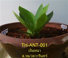 TH-ANT-001 หน้าวัวใบ เงินหนา