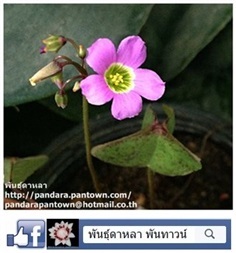 Oxalis ผีเสื้อภูเขาใบสามเหลี่ยม