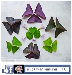 Oxalis 