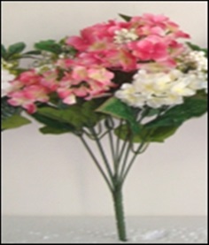 ไฮเดรนเยีย 5 ดอกกลาง(16-2016)