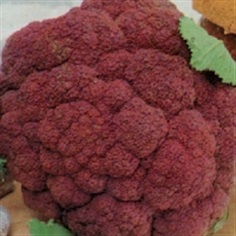 Cauliflower Violet Queen 