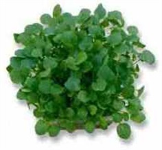 Cress American or Land 