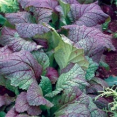 Mustard Green Giant Red 