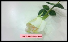 (ดอกไม้ปลอม)ดอกกุหลาบปลอมสีขาว ดอกขนาด 5 cm ราคาถูก 