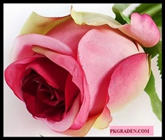 (ดอกไม้ปลอม)ดอกกุหลาบปลอมสีชมพูเข้มขนาด 8 cm ราคาถูก