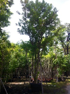 บุหงาส่าหรี | สวนทวี - เมืองปราจีนบุรี ปราจีนบุรี