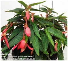 Begonia Santa Cruz Pink