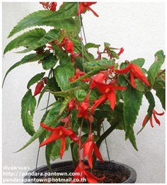 Begonia Sabta cruz  Orange