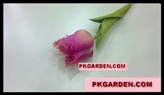(ดอกไม้ปลอม)ดอกทิวลิปนกแก้วผ้าสีชมพูขาว ราคาถูก คุณภาพดี