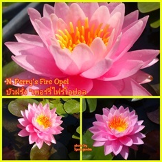 บัวฝรั่ง N.Perry'Fire Opal | ไอยราการ์เด้นท์ - เมืองนครราชสีมา นครราชสีมา