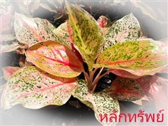 หลักทรัพย์