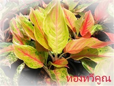 ทองทวีคูณ | Lucky Plant - สะเดา สงขลา