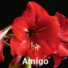 Amigo