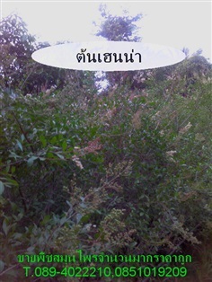 ขายใบเฮน่าสด